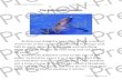 Preview Preview Preview - Have Fun Teachingfiles.havefunteaching.com/worksheets/reading/reading... · 2020. 2. 24. · Skill-Reading Comprehension Name The Bottlenose Dolphin Bottlenose