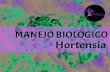MANEJO BIOLÓGICO Hortensia€¦ · La enfermedad puede interesar a todas las partes verdes de la planta de hortensia y los jóvenes brotes dañados aparecen deformados. Remedio: