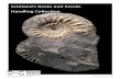 Scotland’s Rocks and Fossils Handling Collection · Animal fossils 14. Chain coral 15. Solitary horn coral 16. Colonial coral 17. Fish Armour, Asterolepis maxima 18. Gigantoproductus