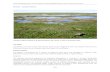 MA18 Gawler River - Landscape Boards SA · 2015. 4. 27. · Bryars (2013) Nearshore marine habitats of the AMLRNRM region: values, threats and actions 273 MA18 – Gawler River Intertidal