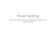 Flower Spotting - Amazon Web Services...This is flower gives the Cherry blossom festival its name, Sakura Matsuri. The most popular is the Yoshino , The most popular is the Yoshino