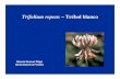 Trifolium repens – Trébol blancopraderasypasturas.com/.../2009/24-Trebol-blanco.pdfAporte porcentual de trébol blanco a la producción de materia seca de una pastura de Lolium