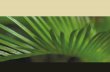 NATURAL TRUNK TREES ... · 2018. 5. 6. · Split Philo, Pothos & Shefflera 3 3 TL400/5 5ft/150cm Pothos on Moss ole TL400 4ft/120cm Pothos on Moss Pole The Split Philo (Cheese Plant)