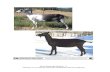 Goat-Breed Identification - 6 Kentucky 4- H Livestock ......Kentucky 4-H Livestock Volunteer Certification Resource Kit Boer Origin – Africa. Type – Meat breed. Hair – Short,