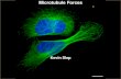 Microtubule Forces - Biophysical Society · Architecture of Tubulin and the Microtubule. α/β-Tubulin: The Microtubule Building Block. Tubulin is a heterodimer composed of α. and