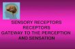 SENSORY RECEPTORS RECEPTORS GATEWAY TO ......Sensory receptors accummulate changes in the environment or in the body and transform them to electricity that is transmitted to the brain