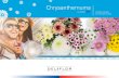 Chrysanthemums · maximize the success rate of new chrysanthemums and to strengthen the image of the chrysanthemum even further. Our chrysanthemums find their way to the consumer