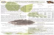 repository.unair.ac.idrepository.unair.ac.id/87696/1/Artikel C-14.pdf · STRUCTURE MODIFICATION OF PINOSTROBIN FROM Boesenbergia pandurata Roxb. Schlecht HEXANE EXTRACT Andy Suryadi