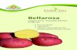 Bellarosa - VetőburgonyaBellarosa nagyon korai, rózsahéjú étkezési burgonya • korai, bô termés • nagy gumók • robusztus, szárazságot jól tûrô, gumótorzulásokkal