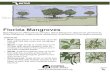 Native Critter: Florida Mangroves · 2020. 4. 20. · Florida Mangroves Red Mangrove (Rhizophora mangle), Black Mangrove (Avicennia germinans), White Mangrove (Laguncularia racemosa),