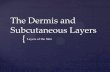 The Dermis and Subcutaneous Layers · The blood vessels in the dermis help regulate body temperature. When the body needs to conserve heat, the blood vessels in the dermis constrict