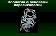 Зоология с основами паразитологииzoology.bio.spbu.ru/Education/Slyusarev/1Intro2019.pdfMetamonada Malawimonadida Obazoa Amoebozoa Archaeplastida S A R