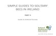 SIMPLE GUIDES TO SOLITARY BEES IN IRELAND · 2016. 5. 23. · Three Andrena species have females that can be identified in the field Andrena cineraria •The females are black, and