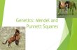 Genetics: Medel and Punnett Squares - National Park Service...Square Then you take the alleles of the Dam Aa and place them on the side of the Punnett Square Punnett Squares, 2 After