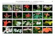 ACANTHACEAE de COSTA RICA 1 - Guides | Field Guides · 2014. 8. 25. · 79 Pseuderanthemum cuspidatum 80 Pseuderanthemum pittieri RK. ACANTHACEAE COSTAde RICA 5 Ricardo Kriebel, Thomas