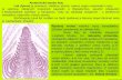 Anatomická stavba listu List (fylom) Welwitschiabotany.upol.cz/atlasy/anatomie/anatomieCR28.pdf · 2006. 10. 9. · List (fylom) je postranní, většinou plochý, zelený orgán