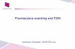 Fluorescence scanning and FISH - 3DHISTECH Ltd. · 2020. 4. 23. · Intensity statistics –pixel level image correction using compensation image calculated from image data Intensity