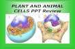 PLANT AND ANIMAL CELLS PPT Review · 2015. 9. 17. · PLANT AND ANIMAL CELLS PPT Review 1. 2. ... This is the basic unit of structure & function of living things. Cell. Built the