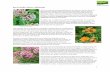 Bee-Friendly Flowers: Milkweeds - Duke Farms · 2020. 6. 18. · Bee-Friendly Flowers: Milkweeds When it comes to enticing pollinators, few flowers can top those in the milkweed family.
