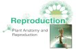 Plant Anatomy and Reproduction · 2020. 11. 10. · Plant Reproduction Cycle •Step 5: fertilization –male and female gametes combine to produce the zygote •Step 6: seeds develop