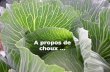 A propos de · 2020. 4. 8. · Chou de Bruxelles Choux moelliers Chou-rave Brocoli à jets Chou-fleur, brocoli. Ressources génétiques Ensemble de variétés patrimoniales sauvegardées