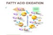 FATTY ACID OXIDATION - IGNTU...TYPES OF FATTY ACID OXIDATION 9 Fatty acids can be oxidized by-1)Beta oxidation- Major mechanism, occurs in the mitochondria matrix. 2-C units are released