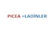 PICEA =LADİNLER - Karadeniz Teknik Üniversitesi · 2020. 9. 7. · Picea orientalis Piceaabies Doğu Ladini Avrupa Ladini - 40-50m.bazen60m.boy,1,5-2 m1.sınıformanağacı - En