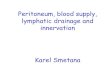 Peritoneum, blood supply, lymphatic drainage and innervation · lymphatic drainage and innervation Karel Smetana. Development of peritoneal cavity K.L. Moore: The Developing Human,