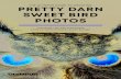 PRETTY DARN SWEET BIRD PHOTOS€¦ · PRETTY DARN SWEET BIRD PHOTOS the previous 35 frames. OLYMPUS. 16 / 17 / COMPACT WITH SUPERB IMAGE QUALITY. Do you really want to walk through
