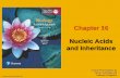 Chapter 16 Nucleic Acids and Inheritance - JU Medicine · 2020. 10. 8. · Chapter 16 Nucleic Acids and Inheritance. © 2018 Pearson Education Ltd. Life’s Operating Instructions.