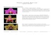 Phoenix Orchids Plant List · 2020. 2. 29. · red breeding that appeared in October 2017 Phalaenopsis Supplement to ORCHIDS magazine. The flowers are long-lasting and highly fragrant.