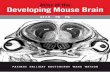 Atlas of the Developing Mouse Brain [at E17.5, P0 and P6] - G. Paxinos, et al., (Elsevier, 2007) WW