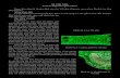 94. VỐI NHÀ Folium Eugeniae operculataeduoclieu.net/Anh chung/Voi 1.pdf · Vối nhà Hình 94-2: Vi phẫu phiến lá Vối nhà Hình 94-1: Lá Vối nhà 94. VỐI NHÀ Folium