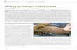 Birding by Feather: A Molt Primer - American Birding Association