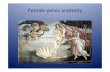 Female pelvic anatomy - Lu