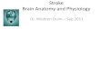 Stroke Brain Anatomy and Physiology - wickUP