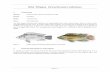 Nile Tilapia Oreochromis niloticus - Department of Agriculture