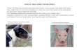 How to Tape a Bull Terriers Ears - Bull Terrier Puppies for Sale
