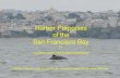 Harbor Porpoises of the San Francisco Bay