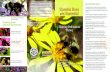 Bumble Bees are Essential - Pollinator Partnership