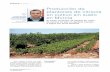 Producción de plantones de cítricos en cultivo sin suelo · 2008. 12. 22. · va a implantar y de total garantía sanitaria, Producción de plantones de cítricos en cultivo sin