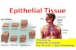 Epithelial Tissue · 2020. 3. 15. · •Four types of tissue –Epithelial = covering –Connective = support –Muscle = movement –Nervous = control •Most organs contain all