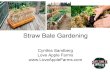 Straw Bale Gardening Love Apple ......2019/04/06  · Benefits of Straw Bale Gardening Virtually weed free No soil-borne diseases - pristine beginnings Heat of bales jumpstarts spring