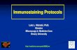 Immunostaining Protocols - Emory University School of Medicine
