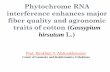 Phytochrome RNA interference enhances major fiber quality ...