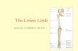 The Lower Limb - Yakın Doğu Üniversitesi I neu.edu.tr