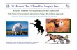 Equine performance products | Horse Care | Equine Health ...