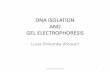 DNA ISOLATION AND GEL ELECTROPHORESIS