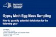 Gypsy Moth Egg Mass Sampling