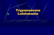Trypanosoma Leishmania - Ankara Üniversitesi